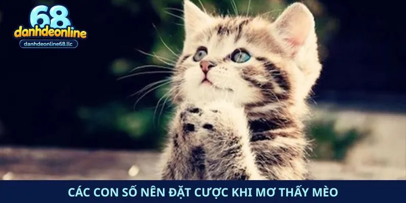 Các con số nên đặt cược khi mơ thấy mèo