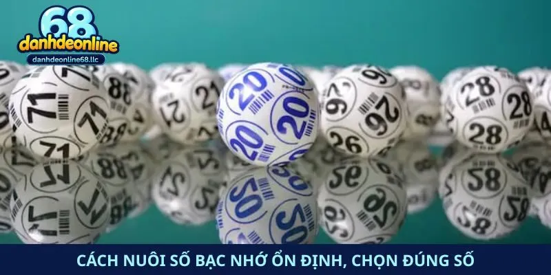 Cách nuôi số bạc nhớ ổn định, chọn đúng số