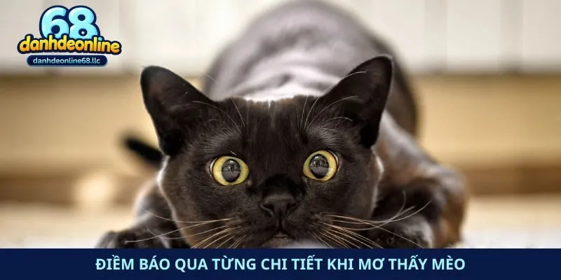 Điềm báo qua từng chi tiết khi mơ thấy mèo
