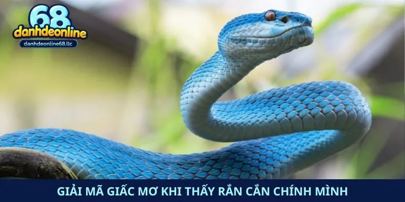 Giải mã giấc mơ khi thấy rắn cắn chính mình