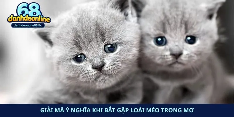 Giải mã ý nghĩa khi bắt gặp loài mèo trong mơ