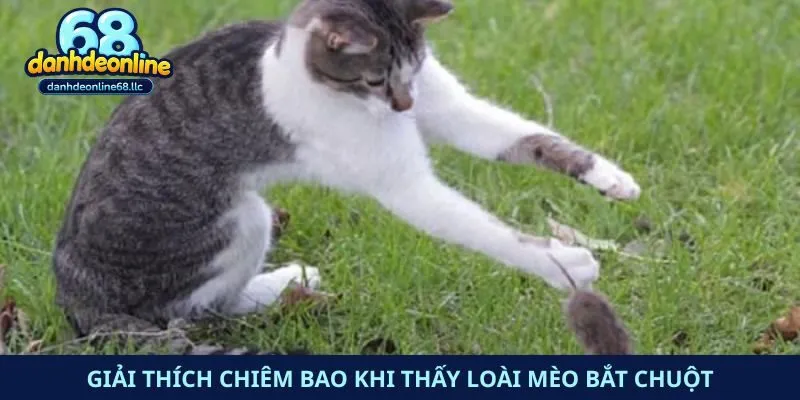 Giải thích chiêm bao khi thấy loài mèo bắt chuột