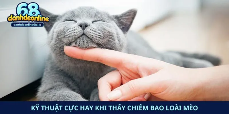 Kỹ thuật cực hay khi thấy chiêm bao loài mèo