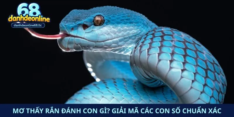 Mơ Thấy Rắn Đánh Con Gì? Giải Mã Các Con Số Chuẩn Xác