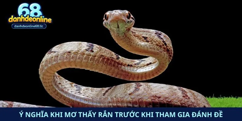 Ý nghĩa khi mơ thấy rắn trước khi tham gia đánh đề